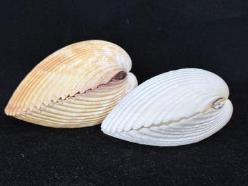 Tweekleppige Schelpdier - S-578 DINOCARDIUM, Nieuw