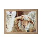 schootkussen schaapjes beige 43cm, Verzenden, Nieuw