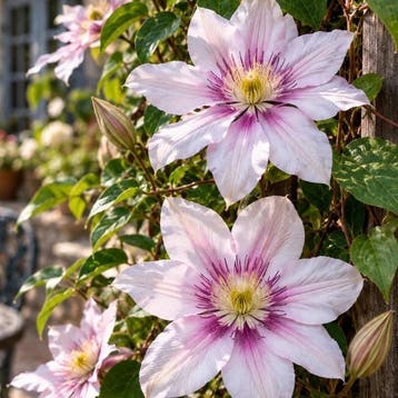 Clematis ‘Samaritan Jo’ (Grootbloemig, Vroeg) container, Tuin en Terras, Verzenden, Overige soorten, Struik