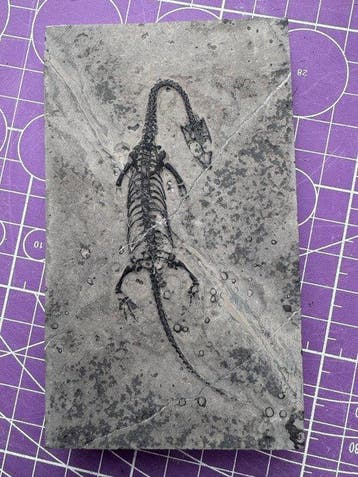 Fossiel reptiel: Keichousaurus – zeldzaam getuigenis uit het