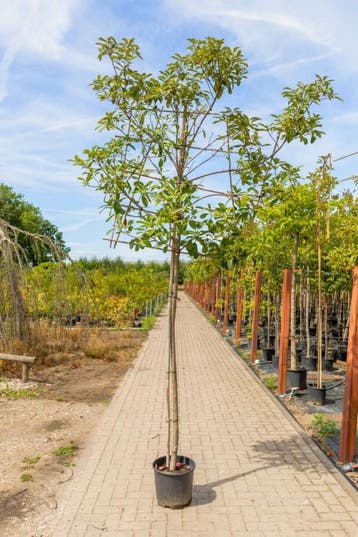 Photinia fraseri Red Robin leiboom 8/10 190cm stam 150b x