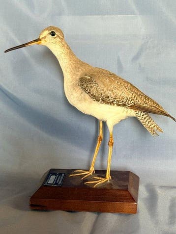 Totano zampegialle maggiore Taxidermie volledige montage -, Nieuw