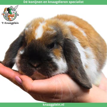 Gecastreerde en Gesteriliseerde konijnen - Vanaf 8 weken oud, Dieren en Toebehoren, Meerdere dieren, Dwerg, Hangoor, 0 tot 2 jaar