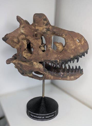 Fossiele schedel - Carnotaurus - Museum Grade Replica - 35