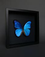 Vlinder Taxidermie volledige montage - Morpho didius - 23 cm, Antiek en Kunst
