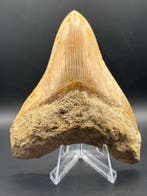 Megalodon - Fossiele tand - Otodus Megalodon - 10.04 cm -