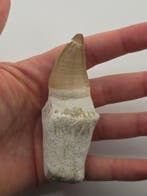 Mosasaurus - Fossiele tand - 10 cm (Zonder minimumprijs), Verzamelen