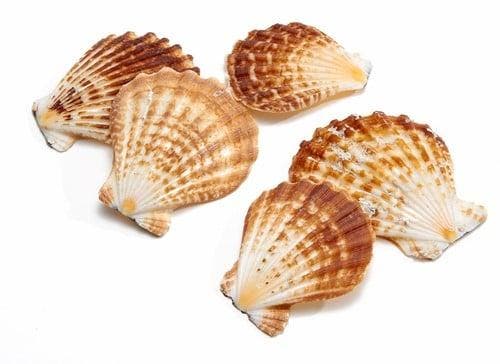 Pecten Radula Jacobsschelp 550 gram, Hobby en Vrije tijd, Knutselen, Nieuw, Ophalen of Verzenden
