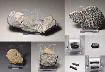 Fossiel wervelbot - Collection of seven bonebed fossils