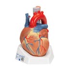 Anatomie model hart, 20x15x17 cm, 7-delig, Sport en Fitness, Massageproducten, Nieuw