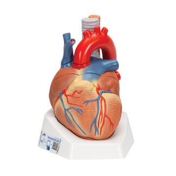 Anatomie model hart, 20x15x17 cm, 7-delig, Nieuw