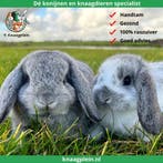 Jonge lieve Nederlandse Hangoordwerg konijnen te koop!, Meerdere dieren, Dwerg, Hangoor, 0 tot 2 jaar