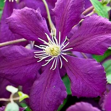Clematis Blue Belle container (C2) Sierplanten, Paars, Verzenden, Overige soorten