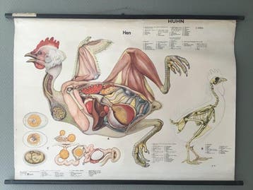 Anatomisch model - Linnen , Hout - 1960-1970 - Oude