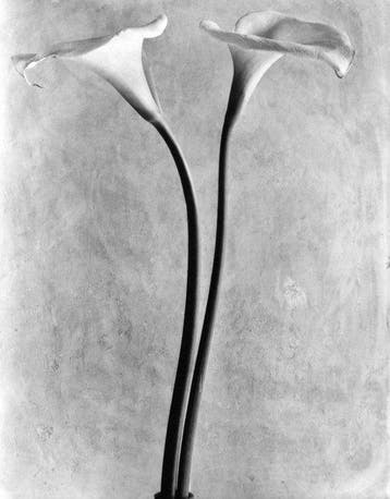 Tina Modotti (1896–1942) - Calla Lilies