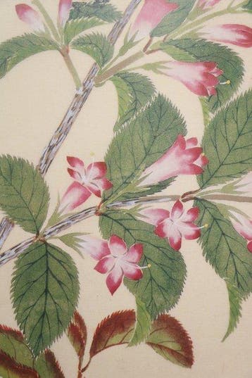 Honzozufu [Beperkte editie 256/700] Case 6 (12 boeken) -
