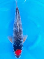 HQ Tacho Goshiki van Ozumi Ikarashi 36cm (Japanse Koi), Dieren en Toebehoren, Vissen | Vijvervissen, Karper of Koi