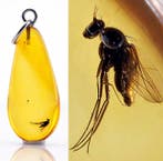 Warme tint Baltisch amber – Kleine vlieg met slanke poten –
