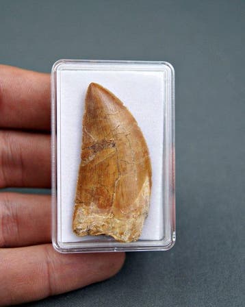 Dinosaurus - Fossiele tand - Carcharodontosaurus Saharicus, Verzamelen, Mineralen en Fossielen
