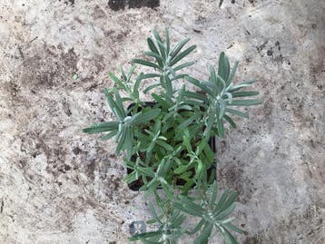 50 lavendel potmaat P9
