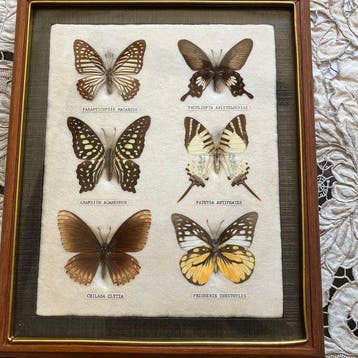 Vlinder Taxidermie volledige montage - Butterfly Specimen