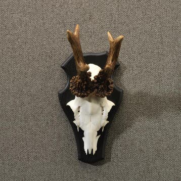 Reebok Gewei Taxidermie Opgezette Dieren By Max, Ophalen of Verzenden, Nieuw, Wild dier, Opgezet dier