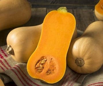 Butternut betternut 1744 f1 pmt aanrader hoge productie, Ophalen of Verzenden, Nieuw