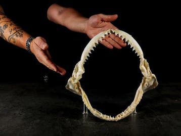 Zeer zeldzaam verzamelstuk: kaak. Taxidermie volledige, Nieuw