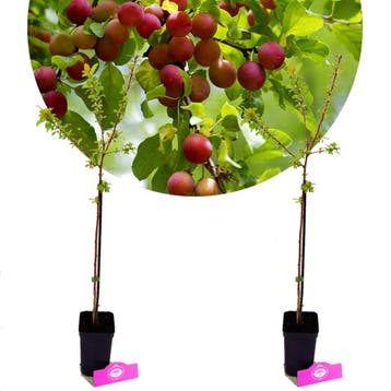 Prunus Cerasifera Myrobalaan + Pot 9cm 2 stuks, Tuin en Terras, Planten | Fruitbomen, Verzenden, Halfschaduw