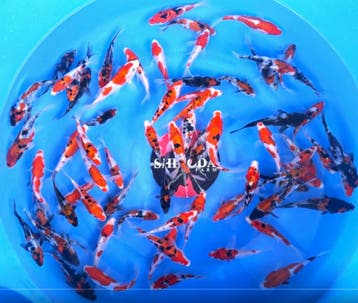 Shinoda 13-16cm (Japanse Koi), Dieren en Toebehoren, Karper of Koi