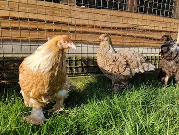Tamme grote Brahmas, lieve kippen | Ingeënt en gezond, Meerdere dieren, Kip