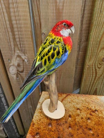 Prachtige opgezette prachtrosella parkiet Taxidermie, Nieuw