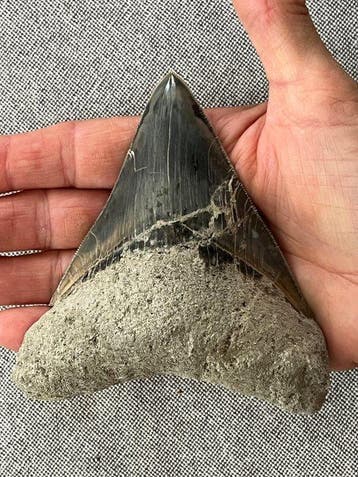 Megalodon tand 11,5 cm - Fossiele tand - Carcharocles