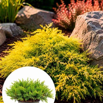 Jeneverbes pfitzeriana `Old Gold` container (P11) Coniferen, Verzenden, Conifeer, Struik