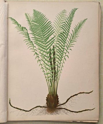 Faxon, Emerton & Eaton - Beautiful Ferns - 1892