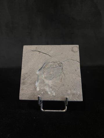 Trilobiet - Fossiel skelet - Bathycheilus castilianus - 8.5