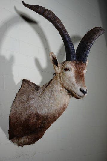 Spanish Ibex Balg - Capra ibex - 65 cm - 55 cm - 100 cm -, Nieuw
