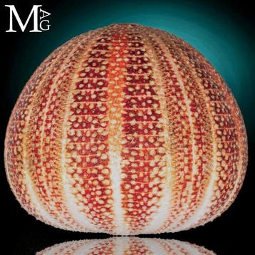 Grote gewone zee-egel - Diepe natuurlijke kleuren - Echinus