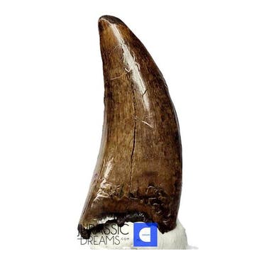 Tand van Tyrannosaurus-dinosauriër - Nanotyrannus sp -