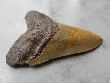 Megalodon - Fossiele tand - 12 cm - 8 cm, Verzamelen