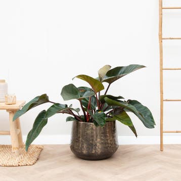 Green Bubble - Philodendron Red Beauty - 100cm - Ø27 cm, Ophalen of Verzenden