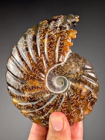 Prachtige gegraveerde ammoniet - Gefossiliseerde schelp -