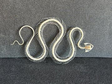 Slang Skelet - Hypsiscopus plumbea - 3 cm - 13 cm - 21 cm-, Verzamelen, Nieuw