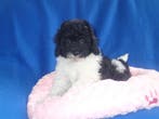 NOG 1 TOPPERTJE !! MALTEZER x DWERGPOEDEL PUPJE , REUTJE, Parvo, Reu, 8 tot 15 weken, Eén hond