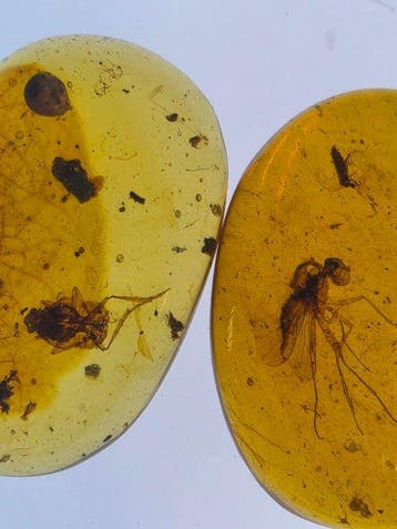 Birmese barnsteen - Barnsteen - Lot of 2 Burmese Amber