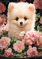 Castorland legpuzzel Pomeranian Pup van €10,99 voor €5,49, Ophalen of Verzenden, Nieuw