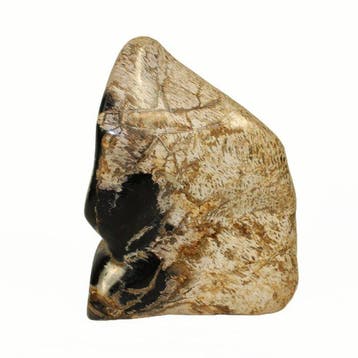 versteend palmenhout - Gefossiliseerd hout - Palmoxylon - 18