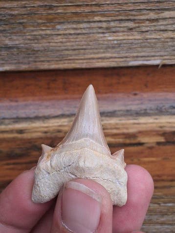 Haai - Fossiele tand - Otodus Obliquus - 5 cm - 4 cm (Zonder
