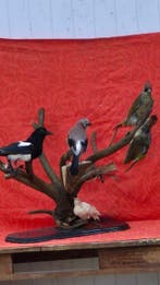 Gaai - Pie - Groene Specht - Duif Taxidermie wandmontage -, Verzamelen, Dierenverzamelingen, Nieuw