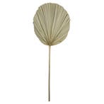 *palmblad tak gedroogd 50cm*, Huis en Inrichting, Verzenden, Nieuw